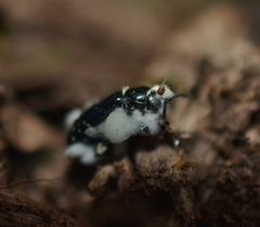 Entomophthorales