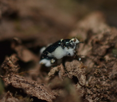 Entomophthorales