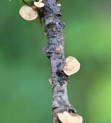 Deconica horizontalis