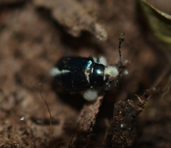 Entomophthorales