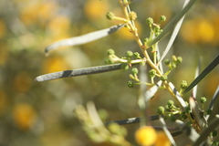 Acacia ligulata