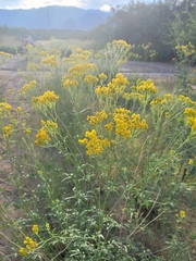 Hymenothrix wislizeni