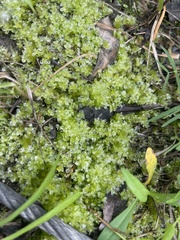 Plagiomnium cuspidatum