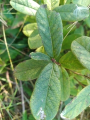 Lonicera villosa