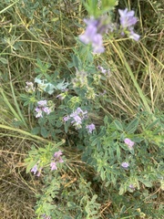 Medicago sativa