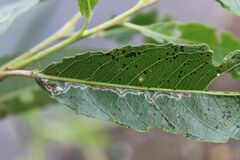 Phyllocnistis saligna