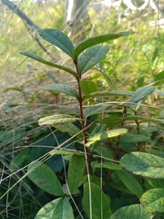Lonicera villosa