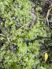 Plagiomnium cuspidatum