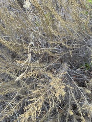 Artemisia californica