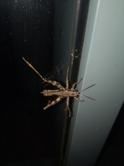 Melanoplini