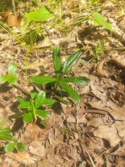 Chimaphila umbellata