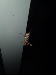Melanoplini