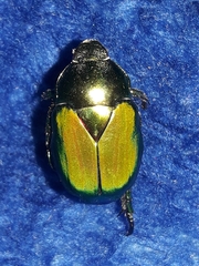 Calomacraspis splendens