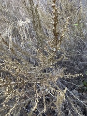 Artemisia californica