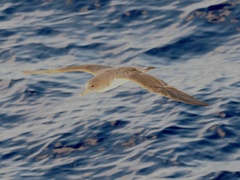 Calonectris diomedea