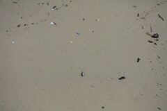 Habroscelimorpha dorsalis