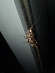 Melanoplini