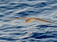 Calonectris diomedea