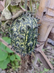 Cucumis metuliferus