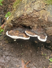 Fomitopsis ochracea