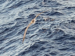 Calonectris diomedea