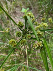 Cyperus entrerianus