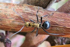 Polyrhachis semiaurata