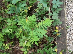 Sorbaria sorbifolia