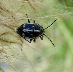 Bagrada hilaris