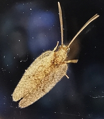Hemerobiidae