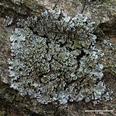 Physconia enteroxantha