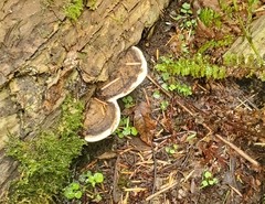Fomitopsis ochracea