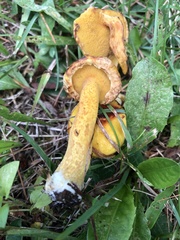 Hygrocybe ceracea