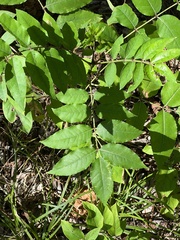 Zanthoxylum clava-herculis