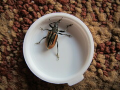 Diaprepes abbreviatus