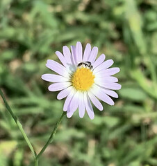 Anthophila