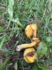 Hygrocybe ceracea