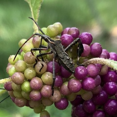 Leptoglossus phyllopus