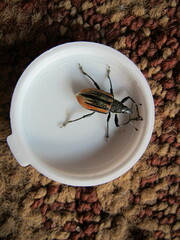 Diaprepes abbreviatus