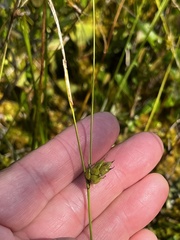 Carex oligosperma