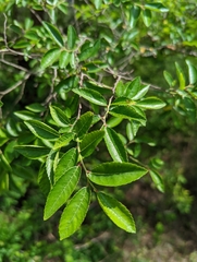 Ulmus parvifolia