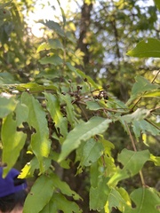 Zanthoxylum clava-herculis