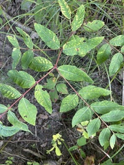 Apocynum androsaemifolium