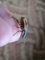 Diaprepes abbreviatus