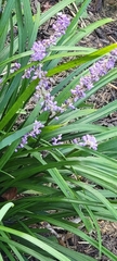 Liriope muscari