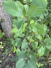 Frangula alnus