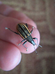 Diaprepes abbreviatus