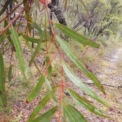 Angophora bakeri