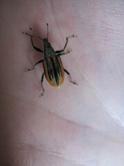 Diaprepes abbreviatus