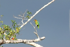 Cyclopsitta gulielmitertii
